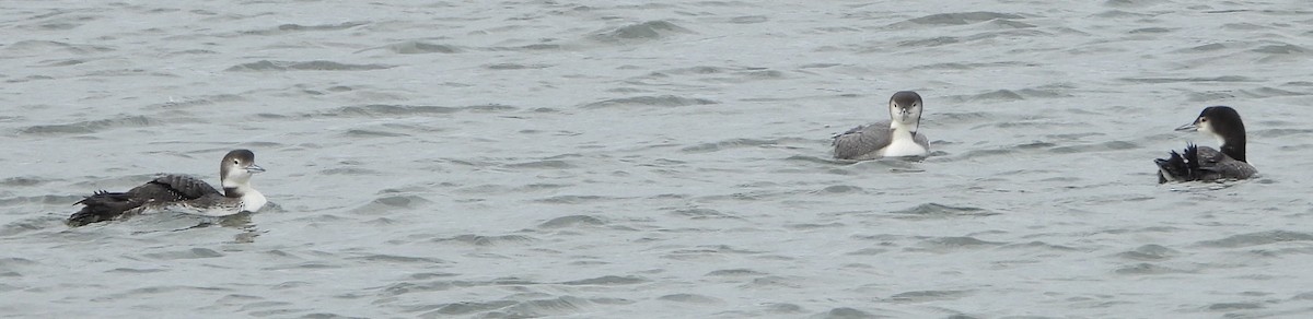 Common Loon - ML647150258