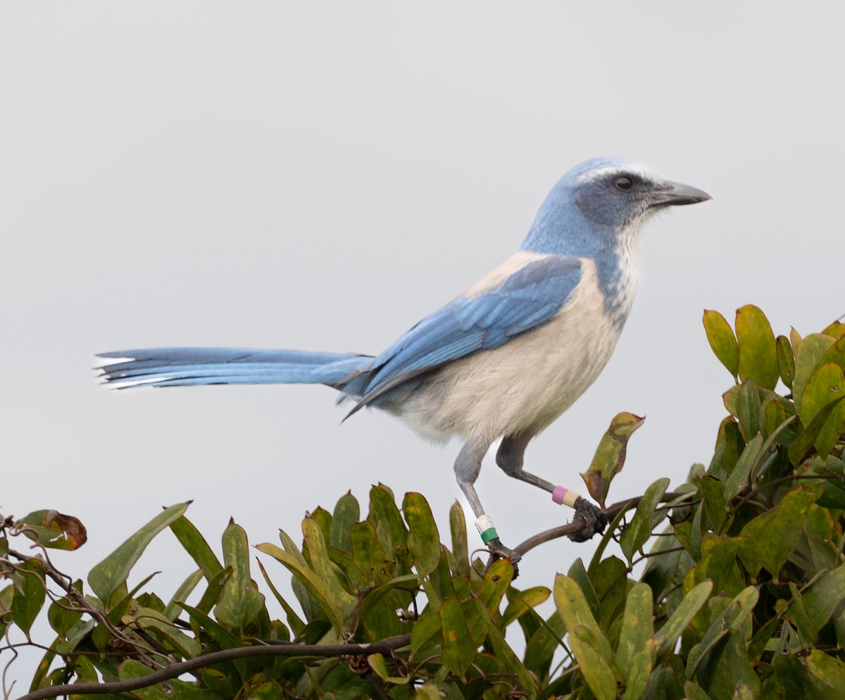 Geai à gorge blanche - ML647150261