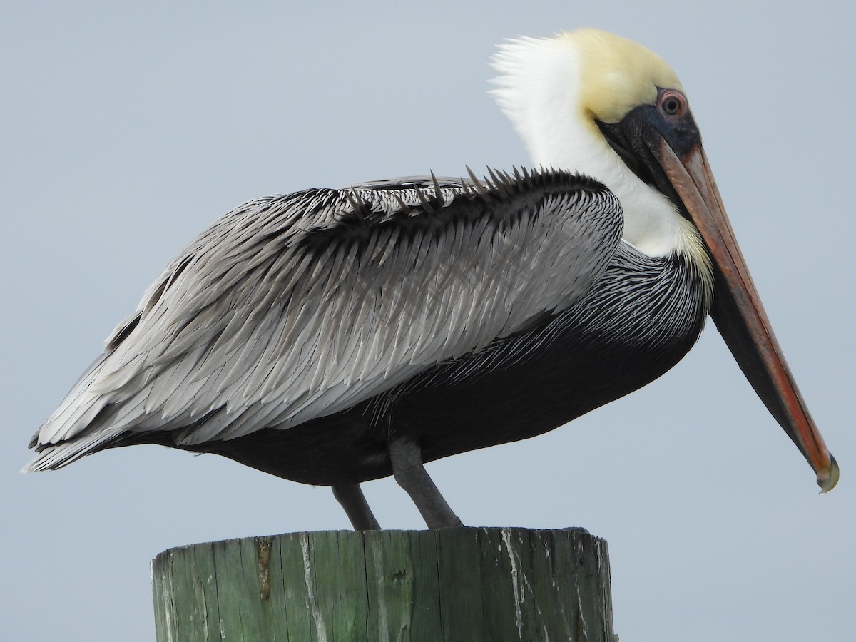 Brown Pelican - ML647150262