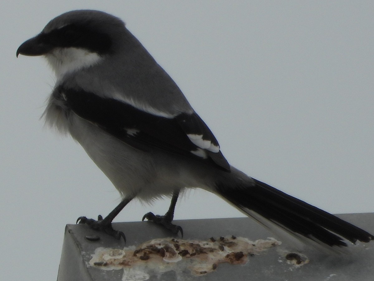 Loggerhead Shrike - ML647150263