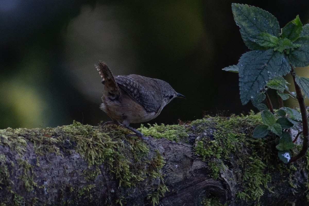Southern House Wren (North Andean) - ML647150266