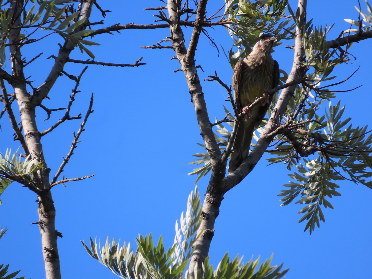 Red Wattlebird - ML647150329