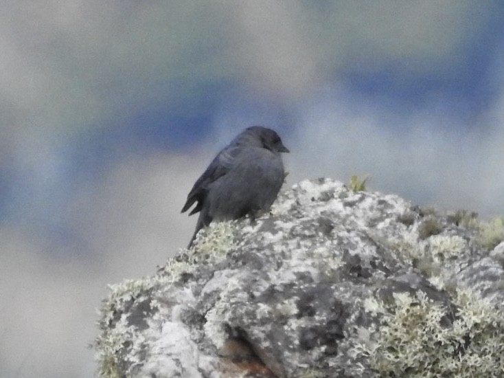 gråandesspurv - ML647150331