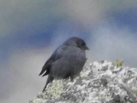 gråandesspurv - ML647150332