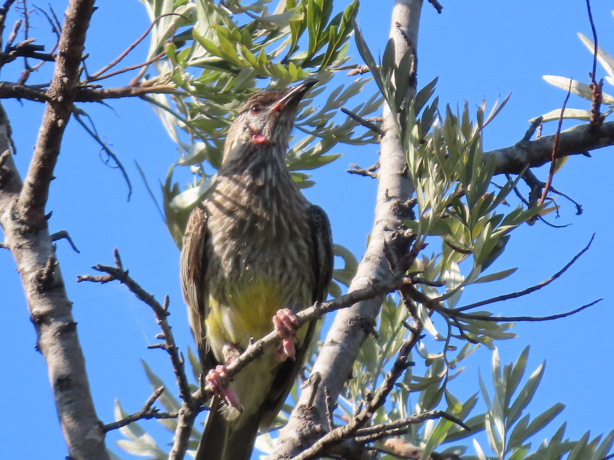Red Wattlebird - ML647150339