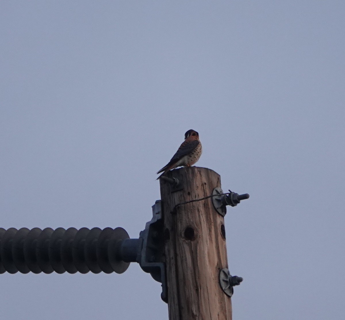 בז אמריקני - ML647150340