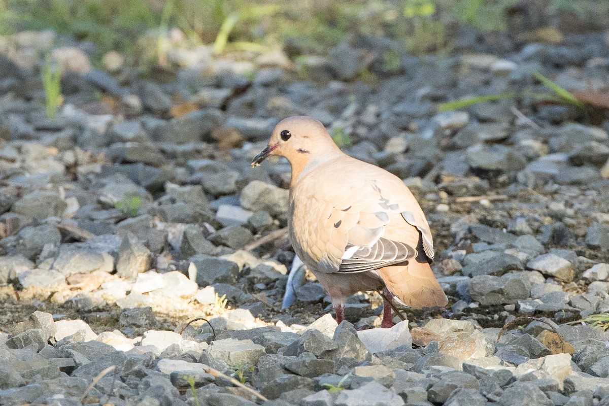 Zenaida Dove - ML647150355