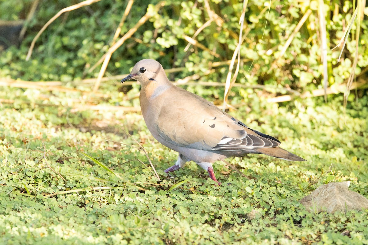 Zenaida Dove - ML647150356