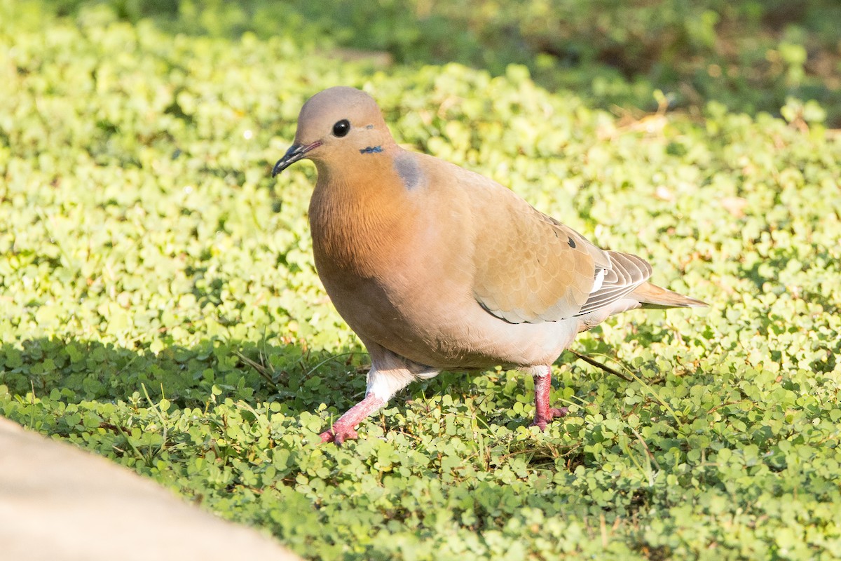 Zenaida Dove - ML647150357