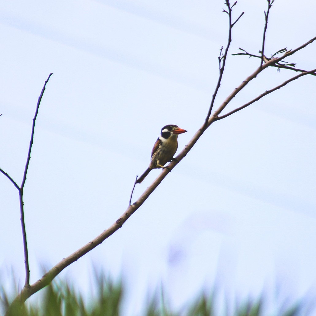White-eared Puffbird - ML647150359