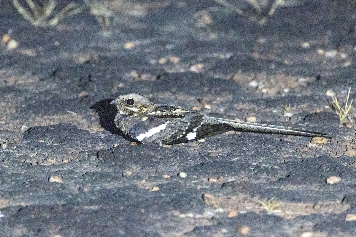 Long-tailed Nightjar - ML647150370