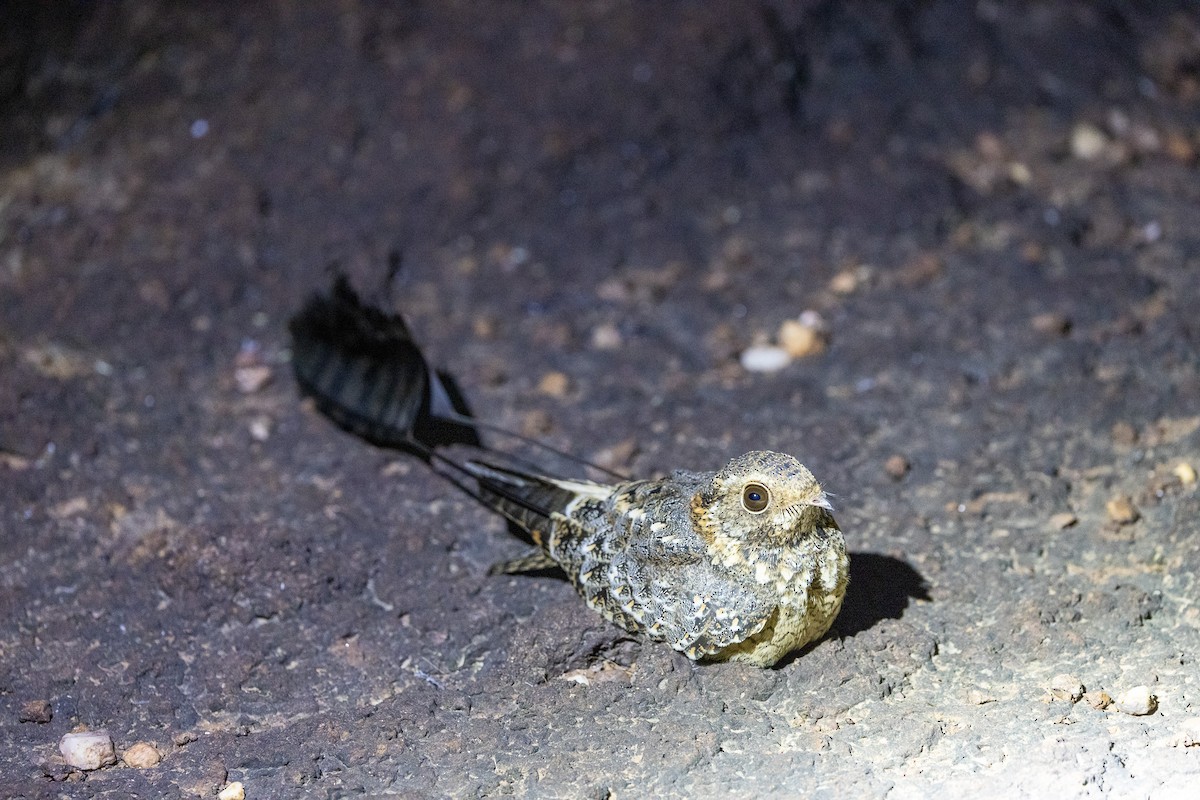 Standard-winged Nightjar - ML647150374