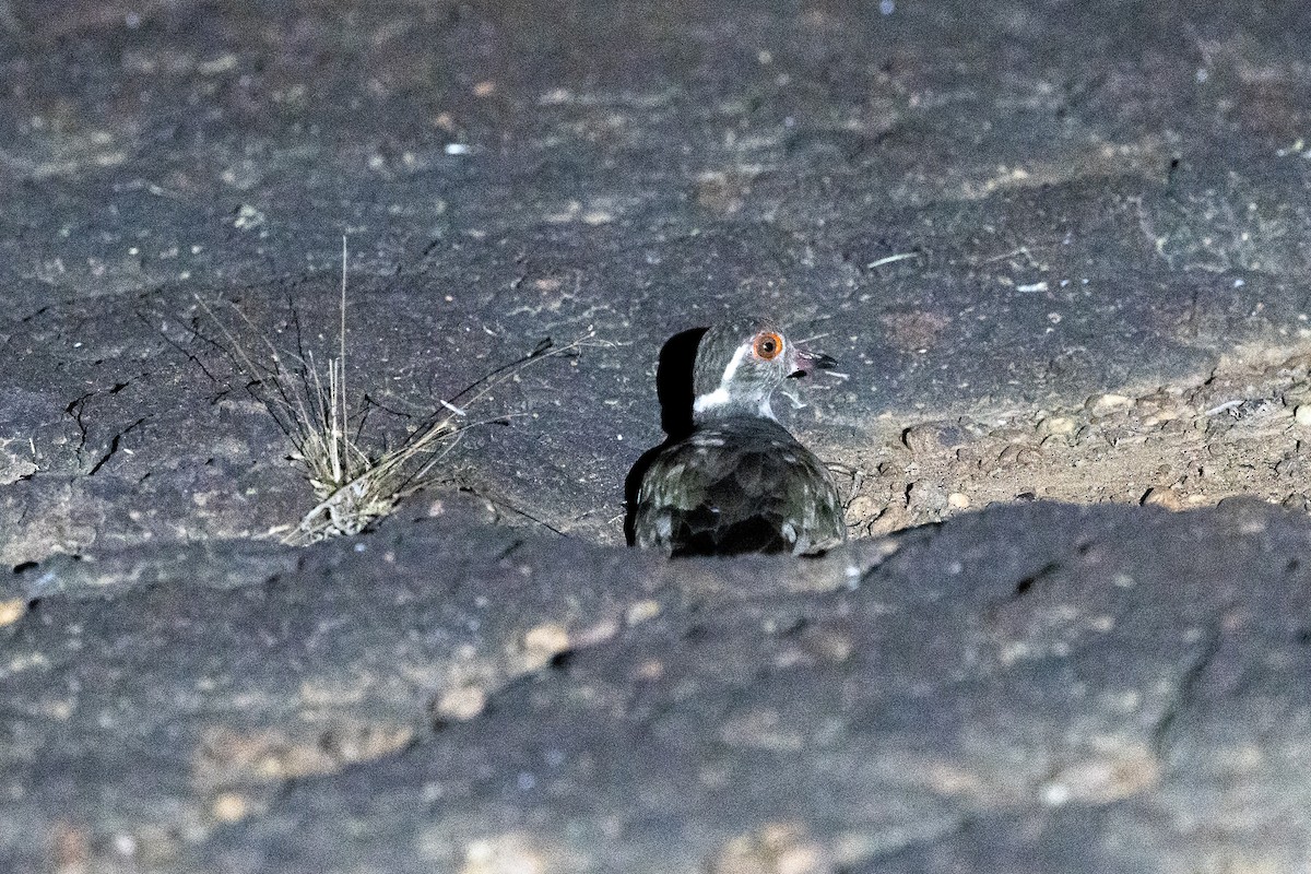 Forbes's Plover - ML647150377