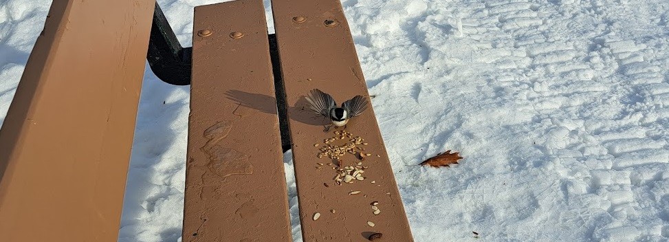 Black-capped Chickadee - ML647150396