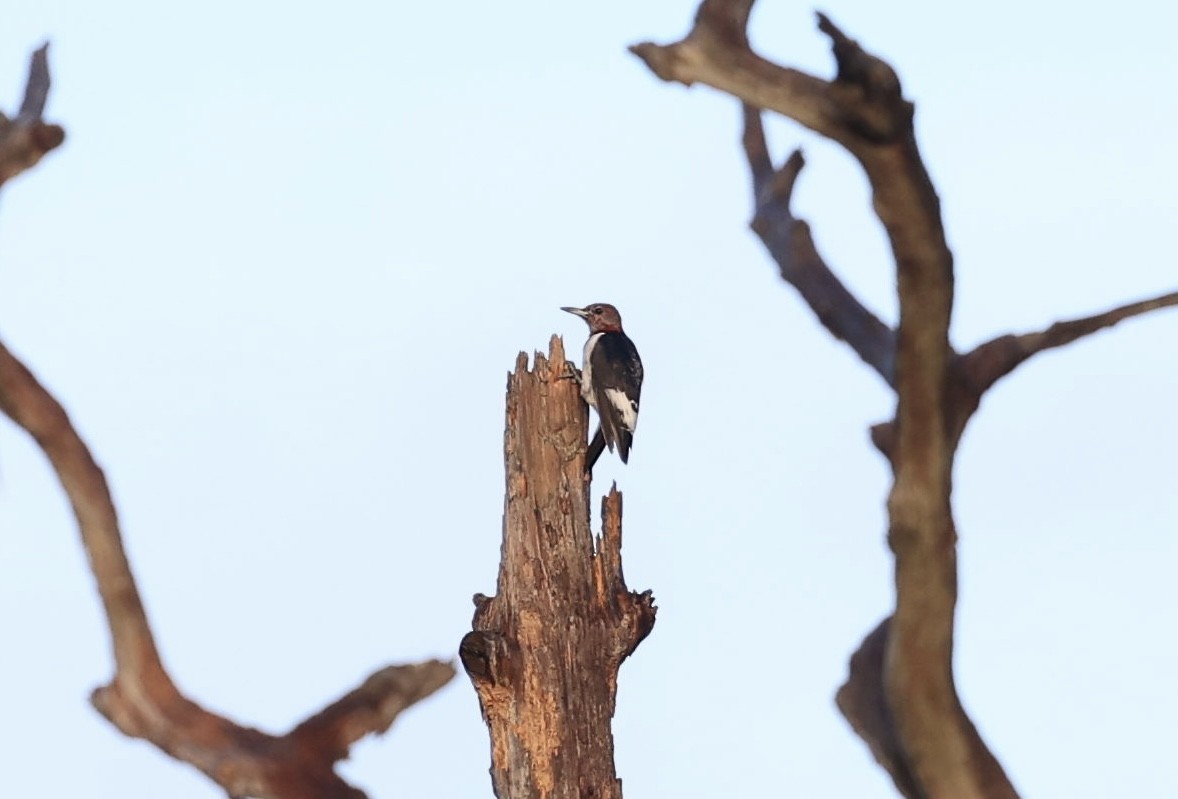 Red-headed Woodpecker - ML647150410