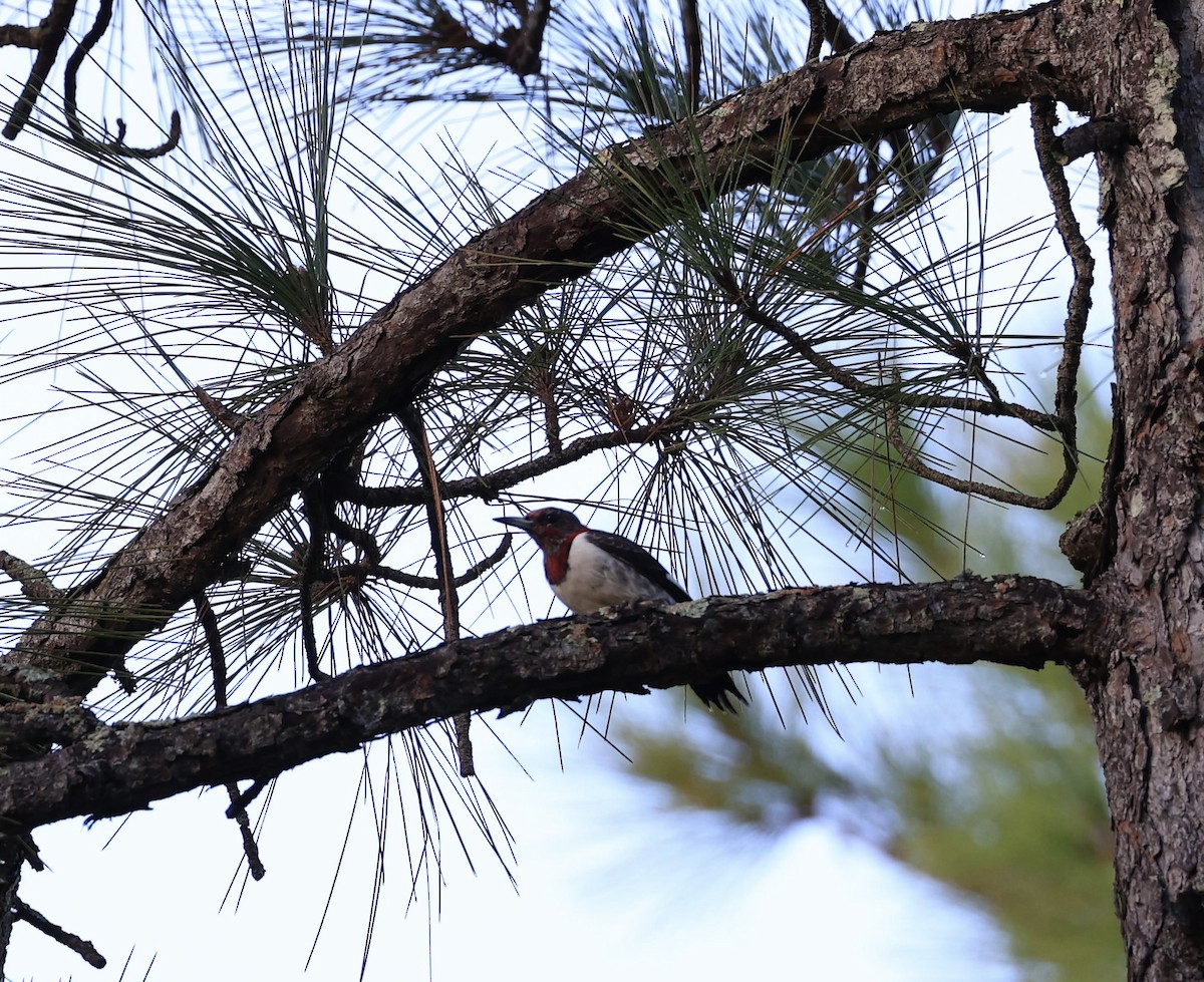 Red-headed Woodpecker - ML647150411