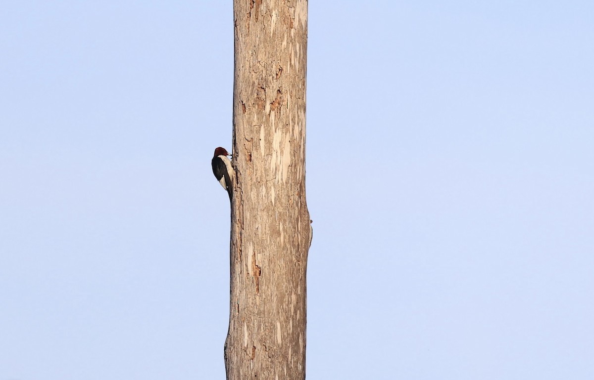 Red-headed Woodpecker - ML647150412