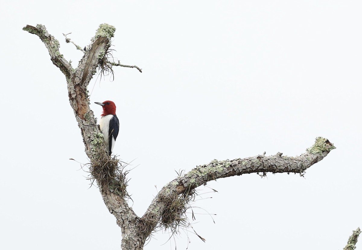 Red-headed Woodpecker - ML647150413