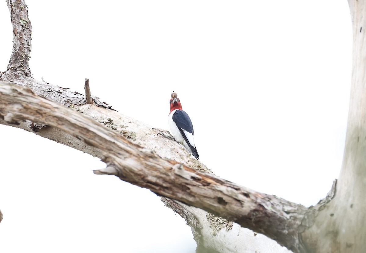 Red-headed Woodpecker - ML647150414