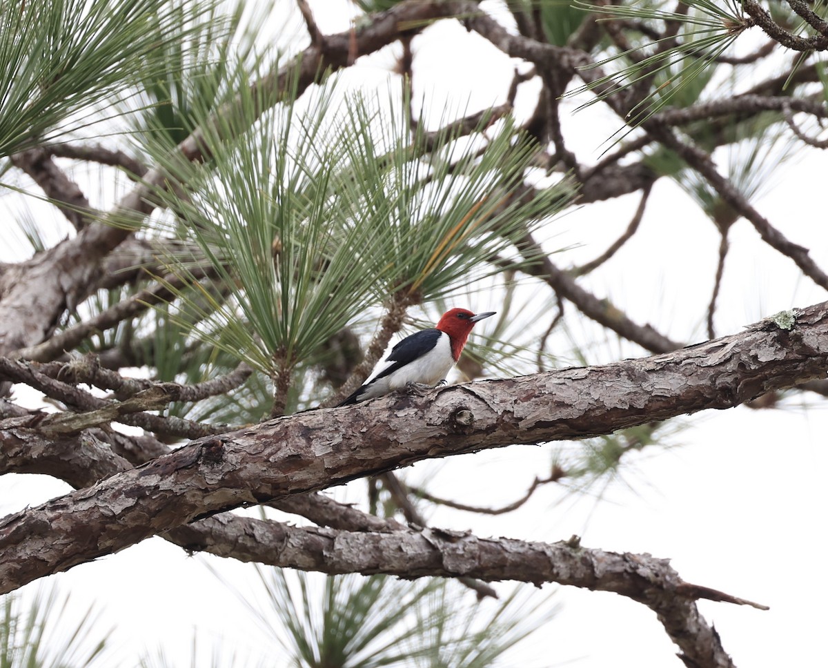 Red-headed Woodpecker - ML647150415