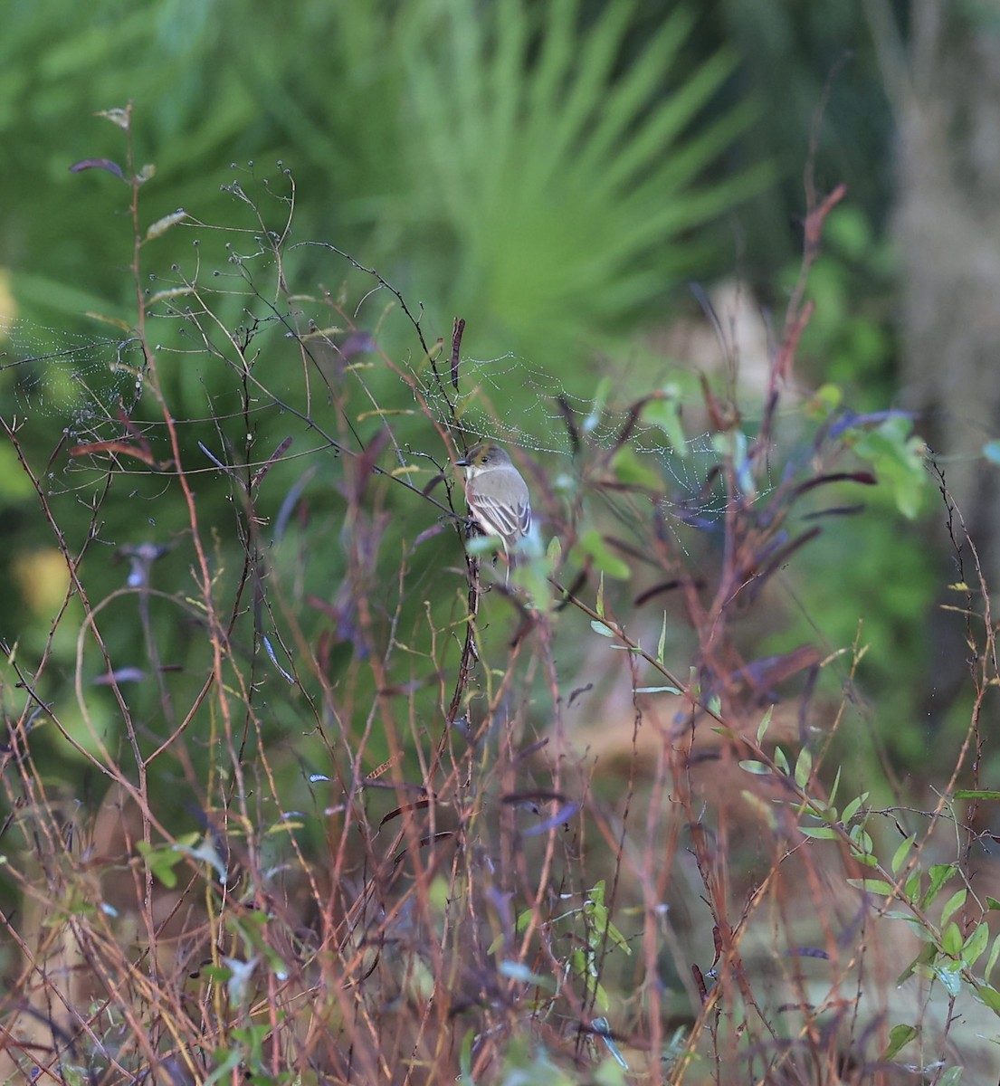 Eastern Phoebe - ML647150421