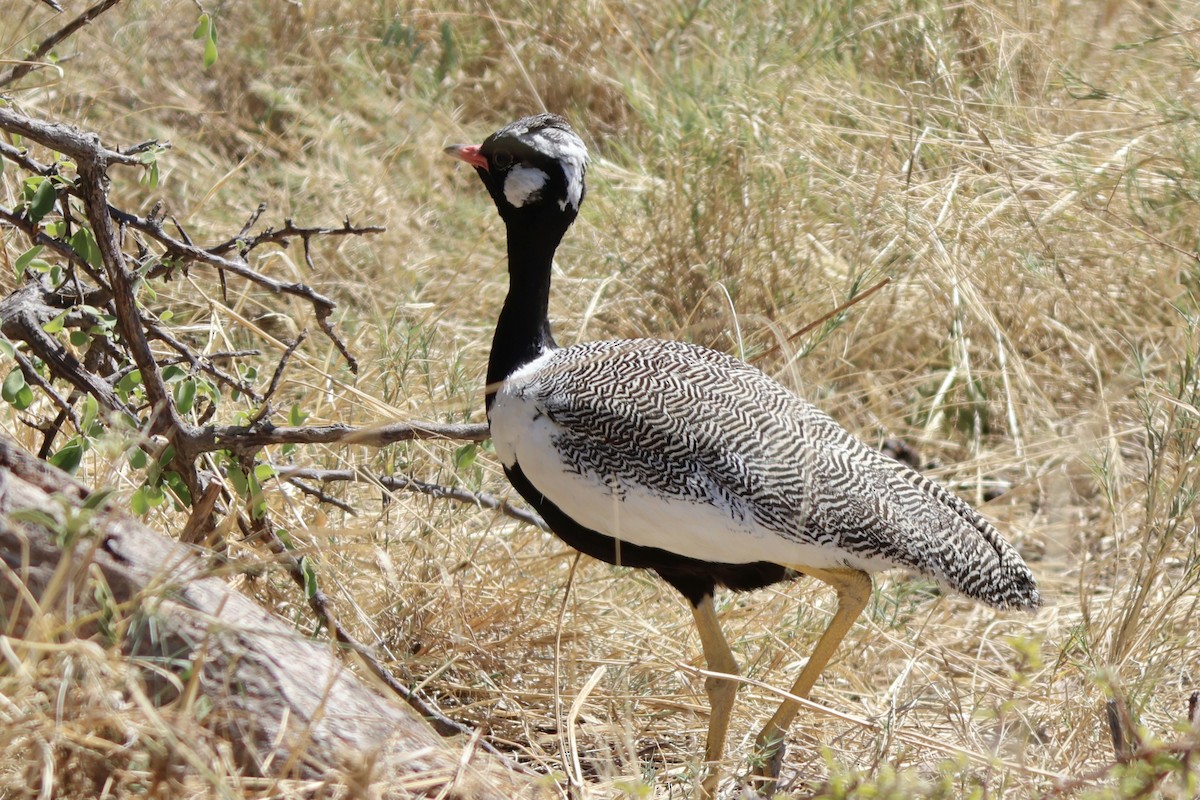 White-quilled Bustard - ML647150422