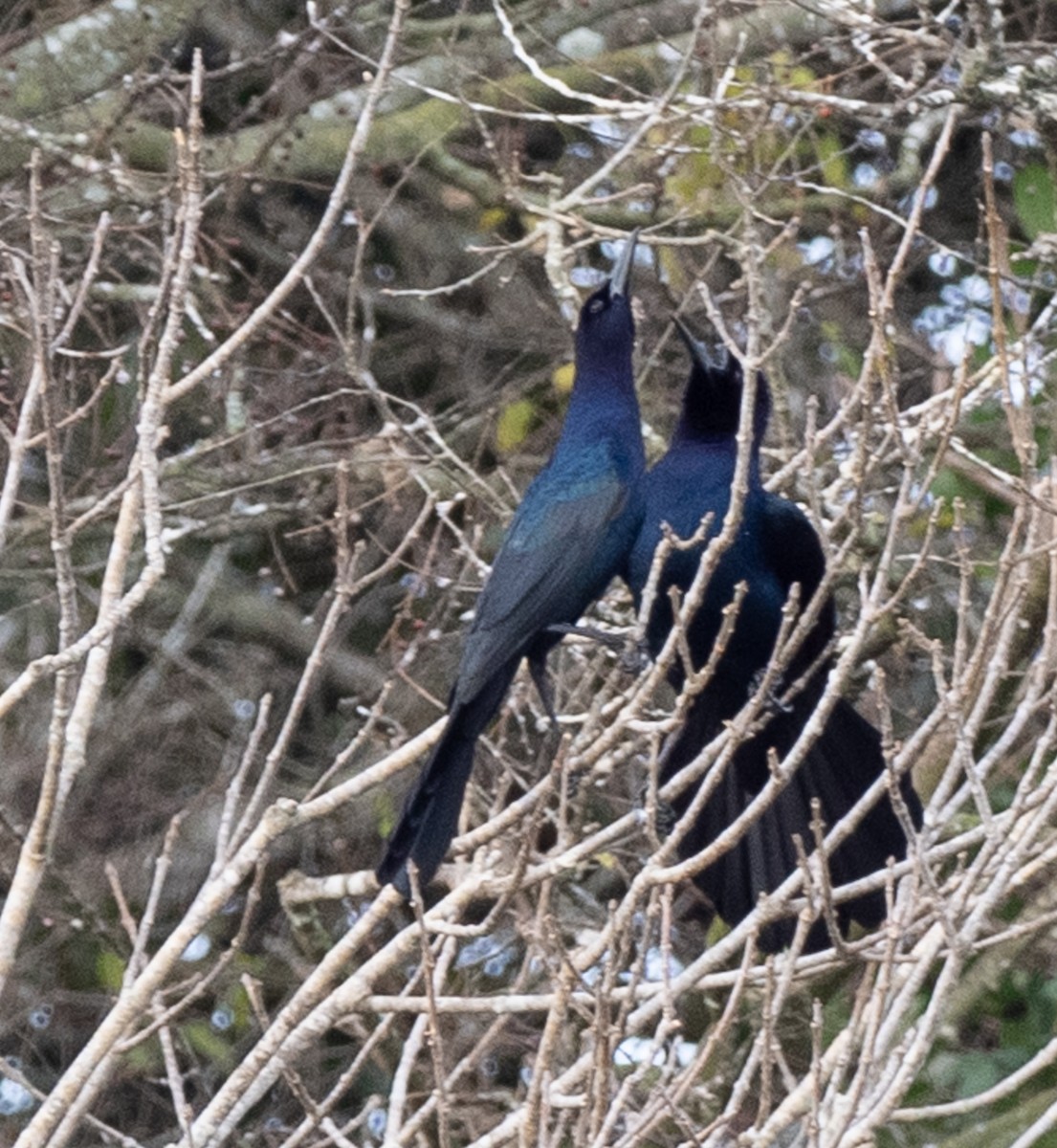 Лодкохвостый гракл - ML647150426