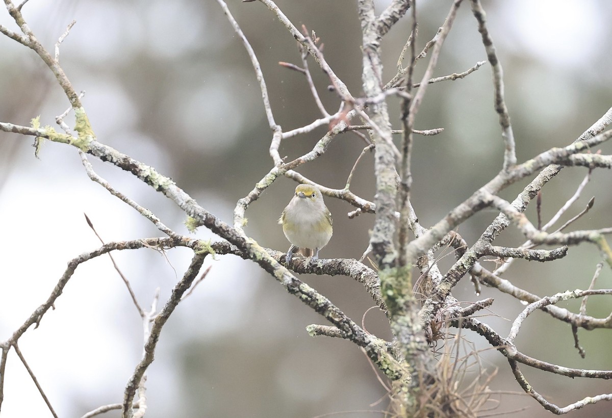 White-eyed Vireo - ML647150427