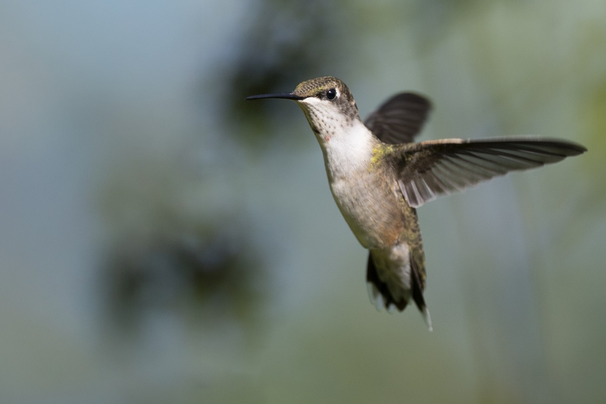 Рубиновогорлый колибри - ML647150437