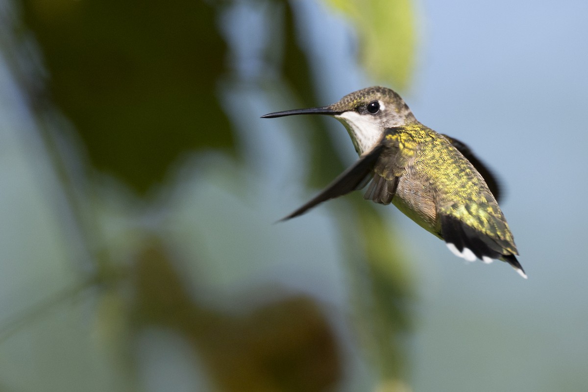 Рубиновогорлый колибри - ML647150438