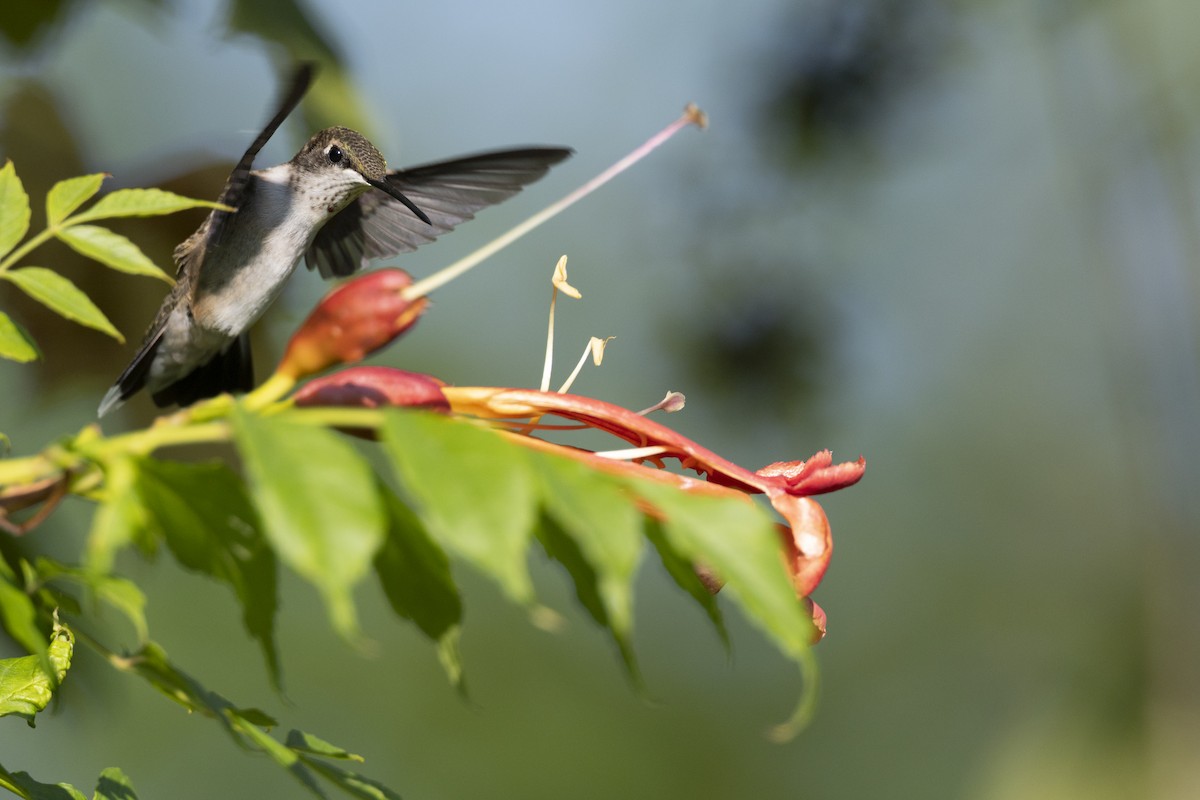 Рубиновогорлый колибри - ML647150441