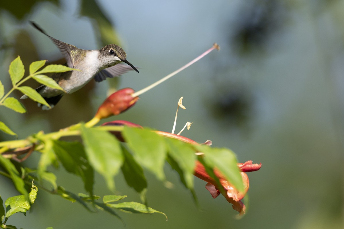 Рубиновогорлый колибри - ML647150442