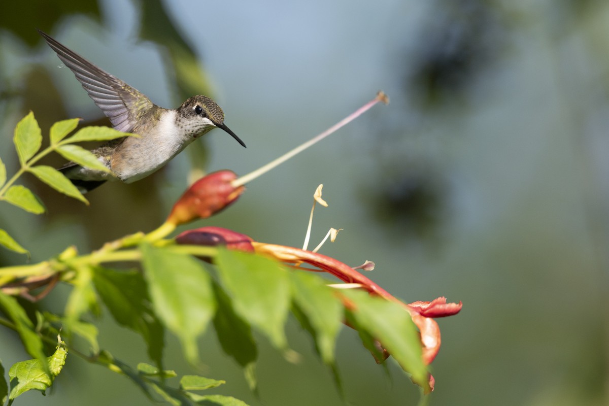 Рубиновогорлый колибри - ML647150443