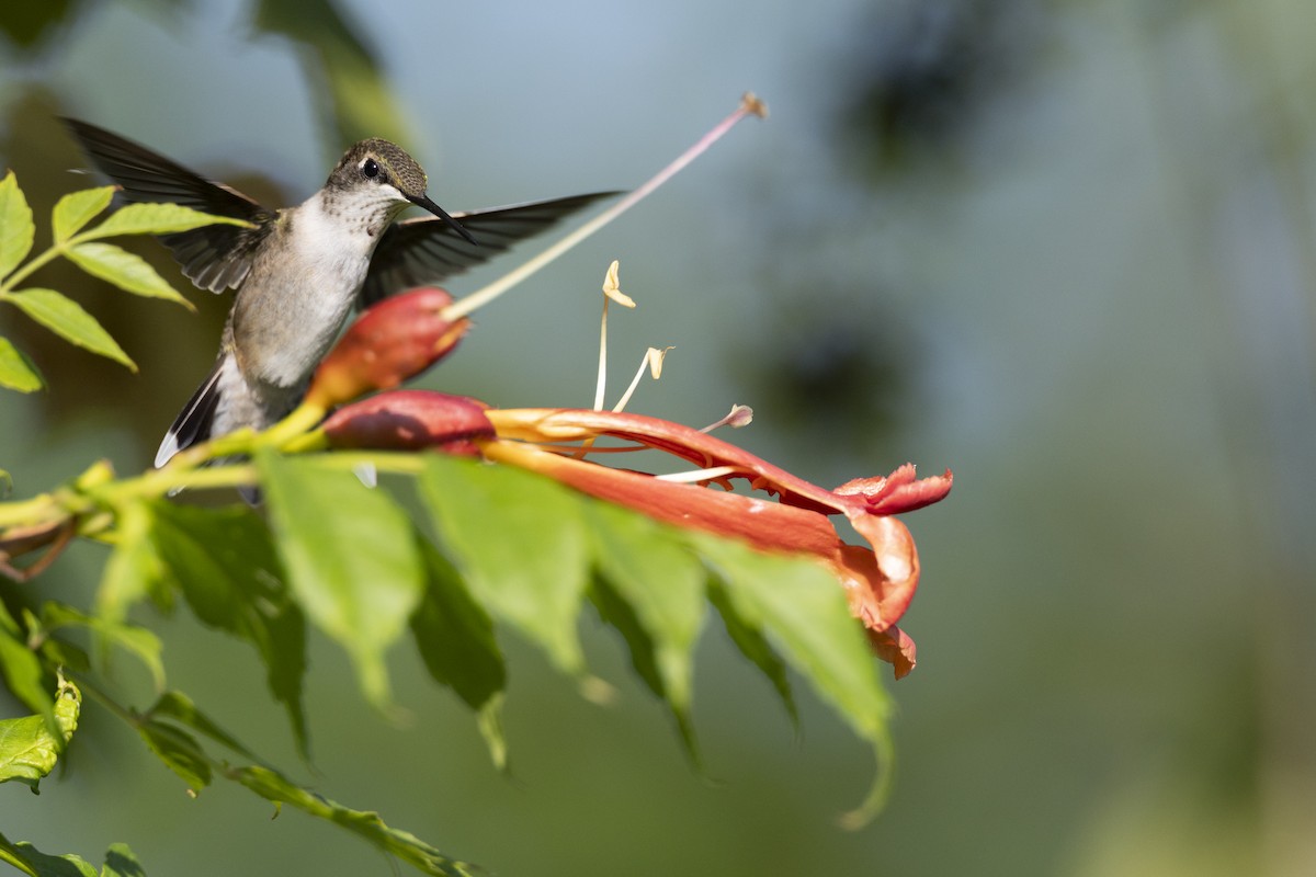 Рубиновогорлый колибри - ML647150444