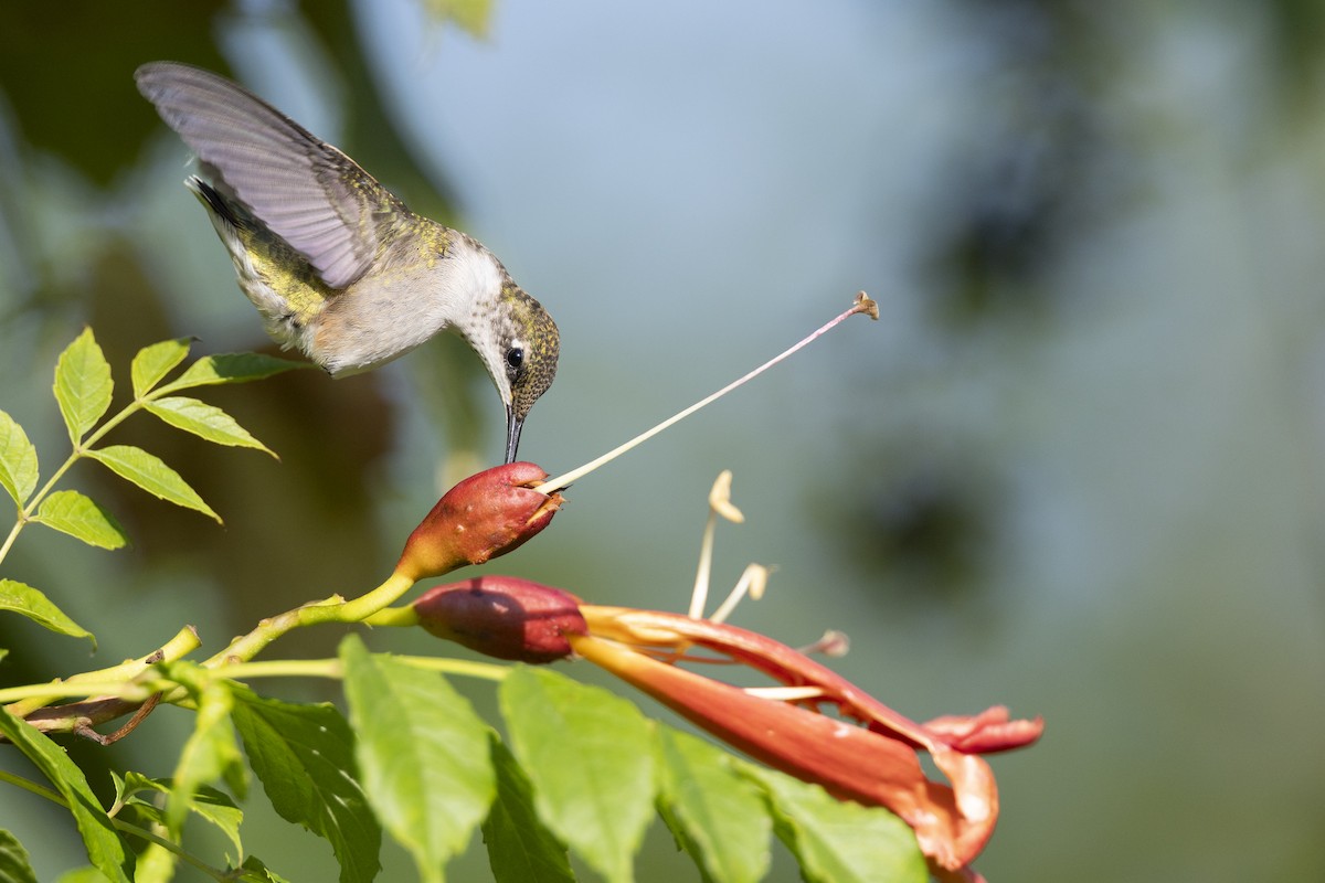 Рубиновогорлый колибри - ML647150445