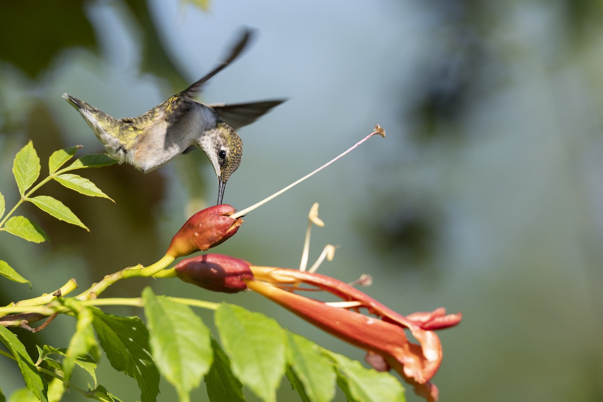 Рубиновогорлый колибри - ML647150446