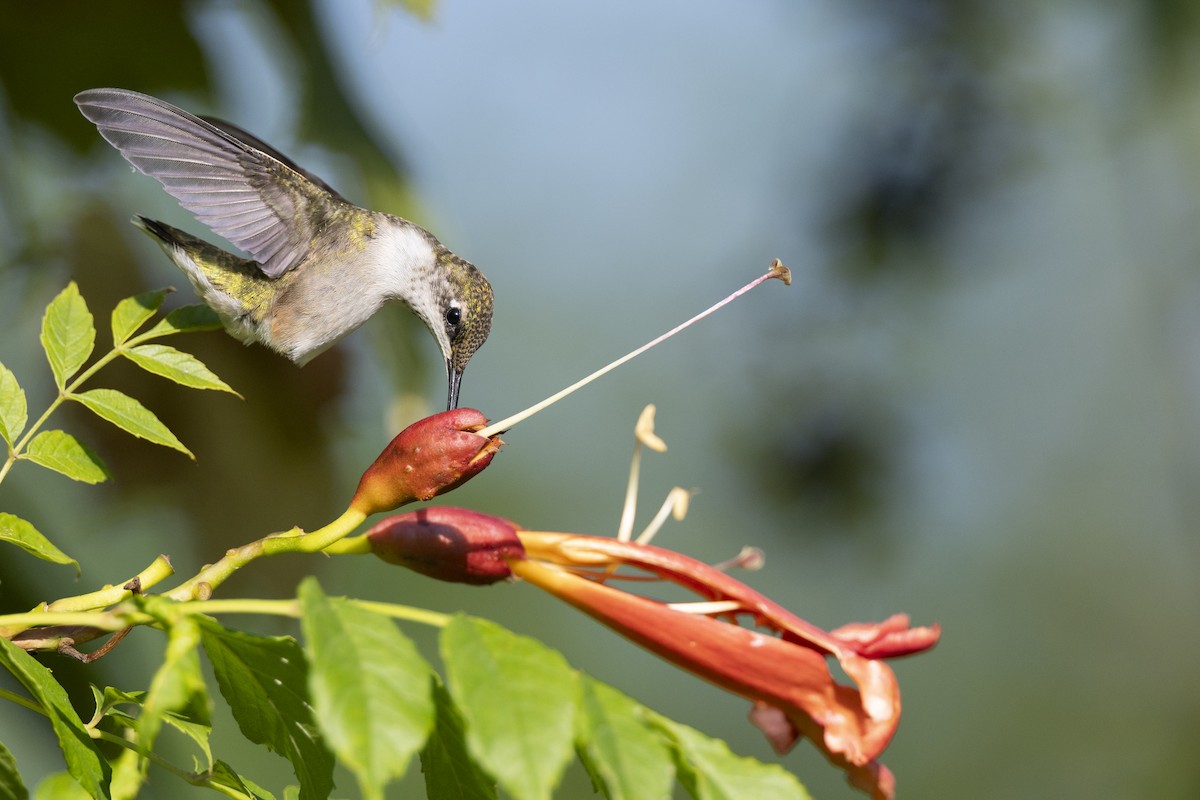Рубиновогорлый колибри - ML647150447