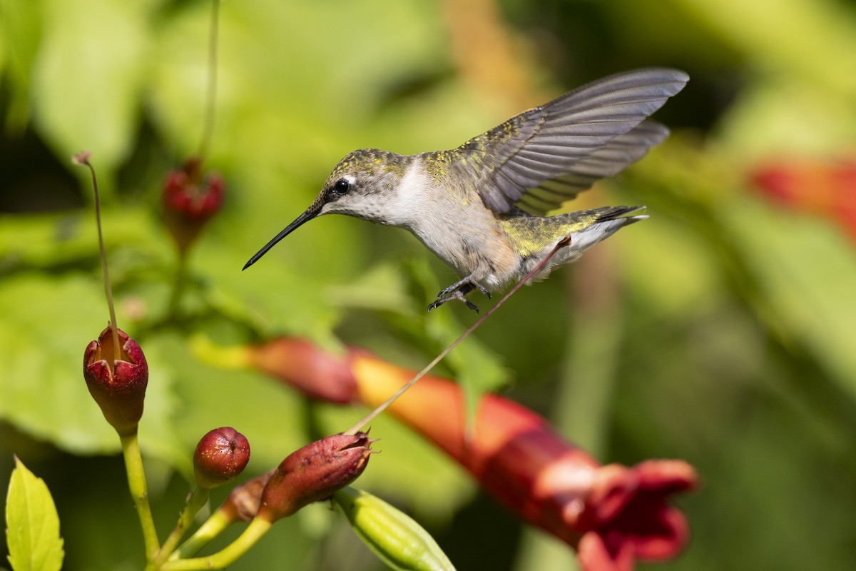 Рубиновогорлый колибри - ML647150448