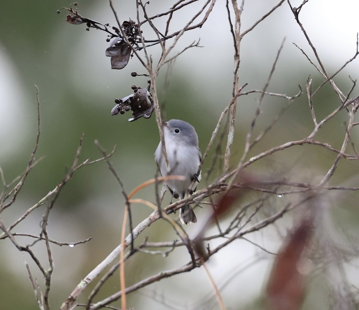Blue-gray Gnatcatcher - ML647150457