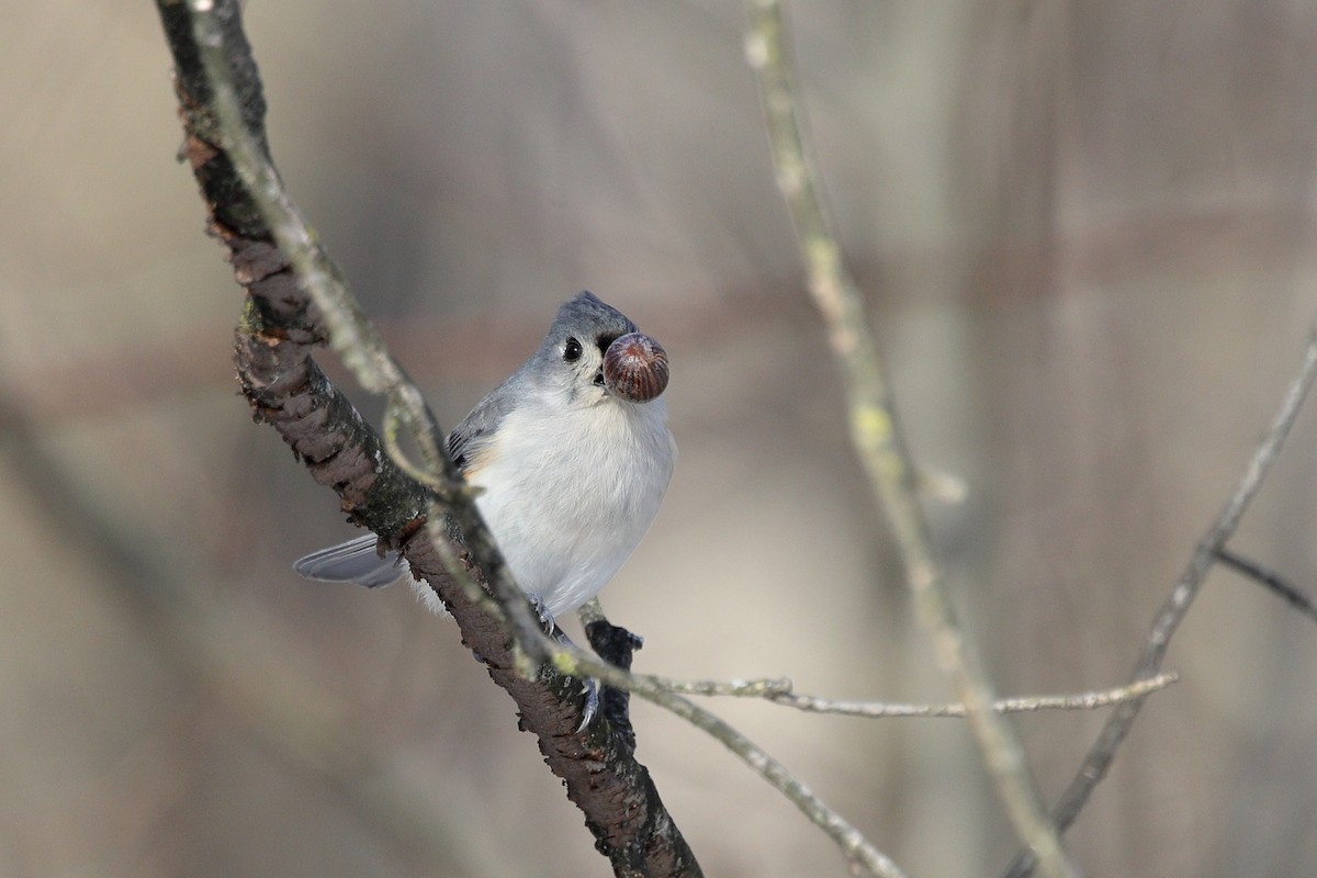 Tufted Titmouse - ML647150458