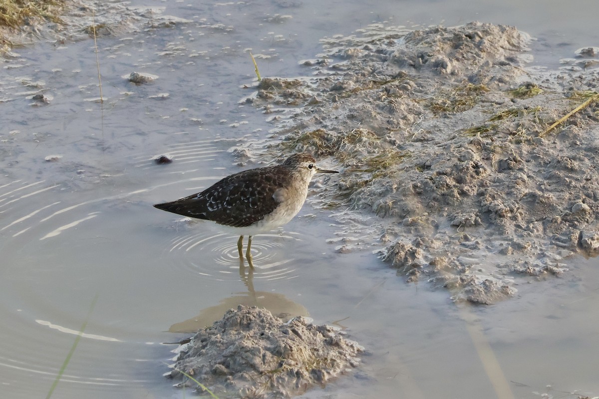Wood Sandpiper - ML647150459