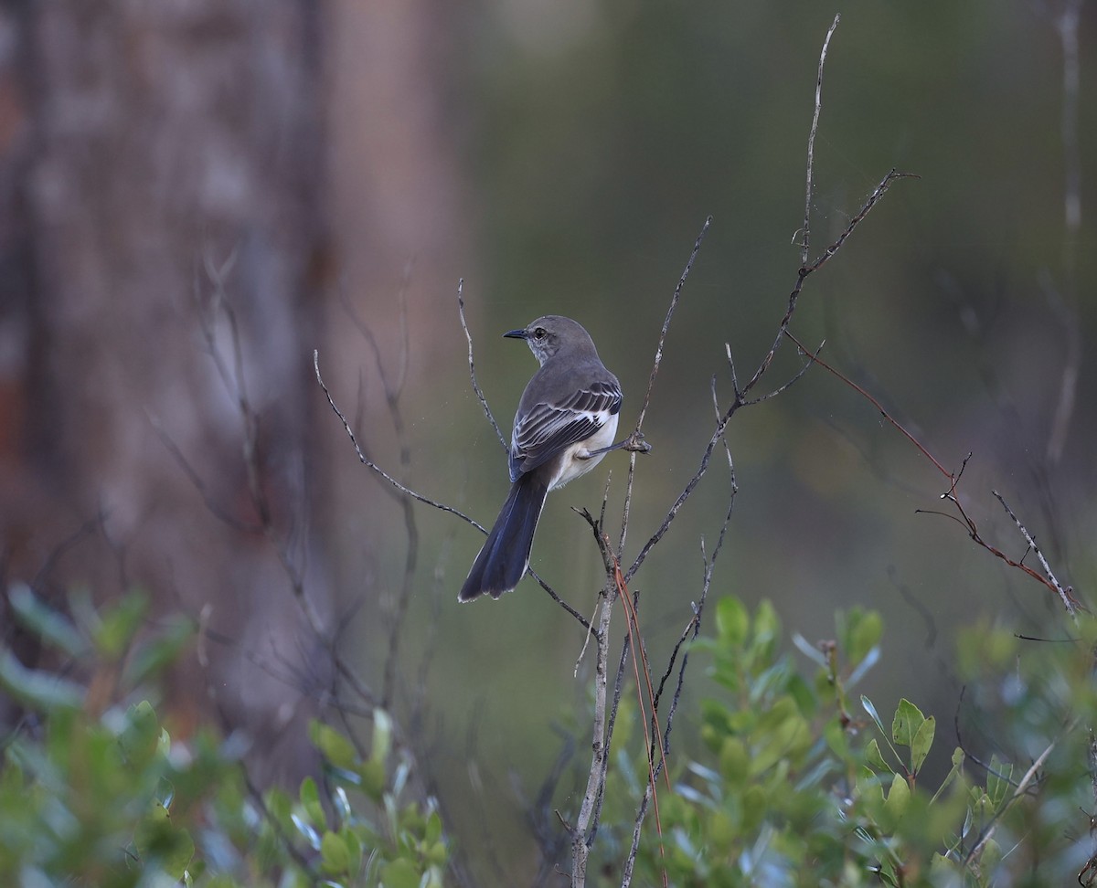 Northern Mockingbird - ML647150460