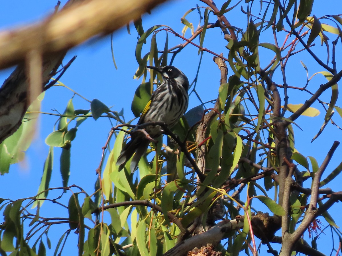 New Holland Honeyeater - ML647150462