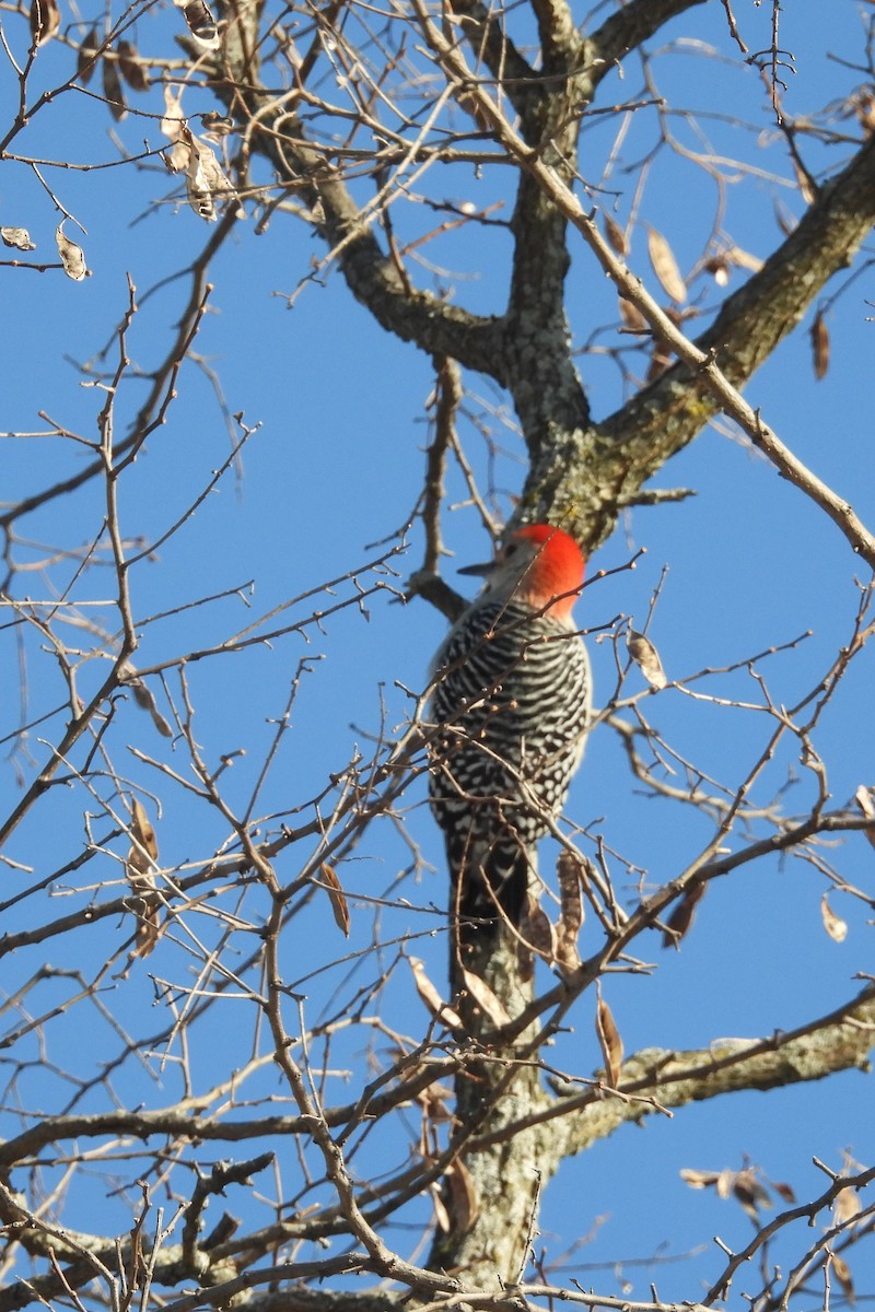 Red-bellied Woodpecker - ML647150463