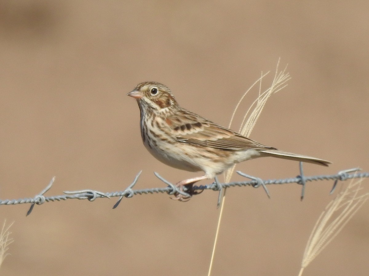 Vesper Sparrow - ML647150464