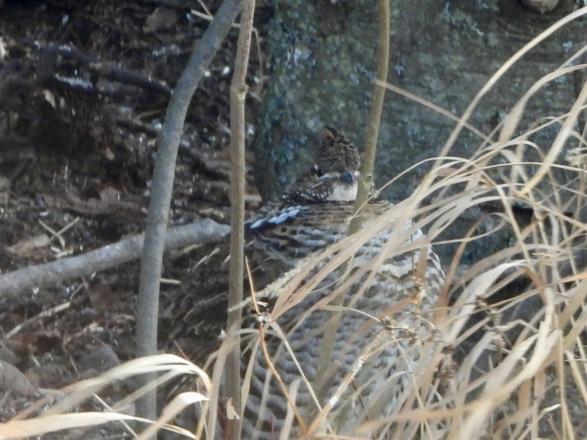 Ruffed Grouse - ML647150465