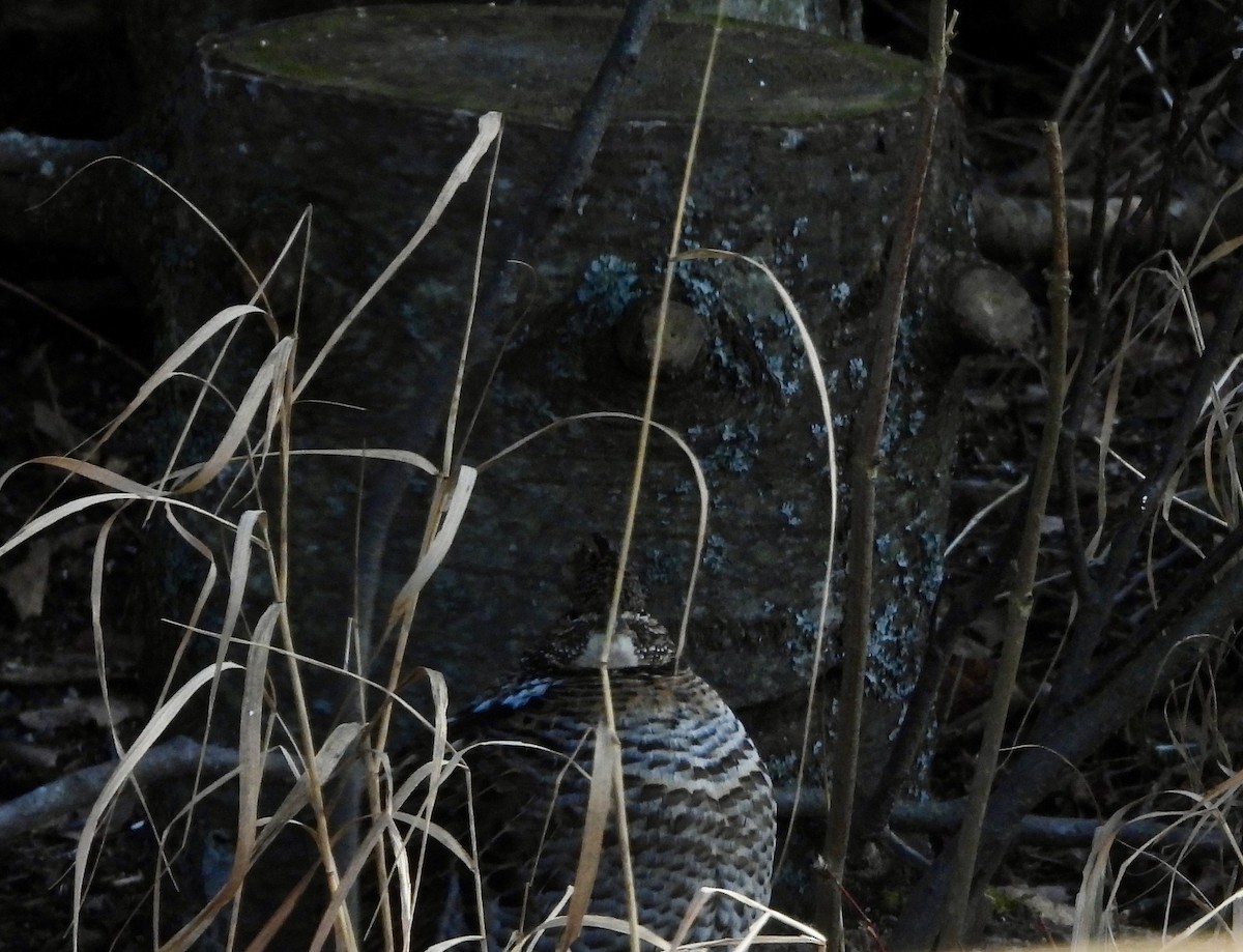 Ruffed Grouse - ML647150466