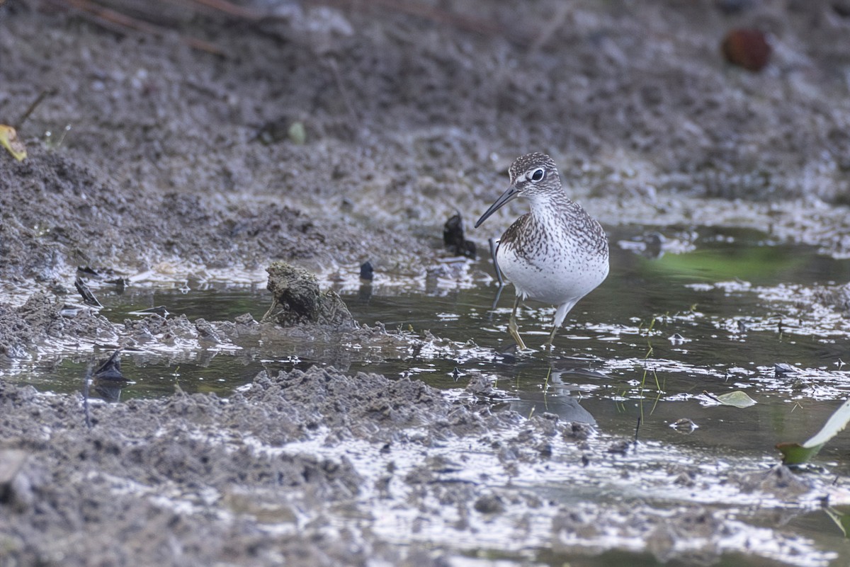 Solitary Sandpiper (solitaria) - ML647150467