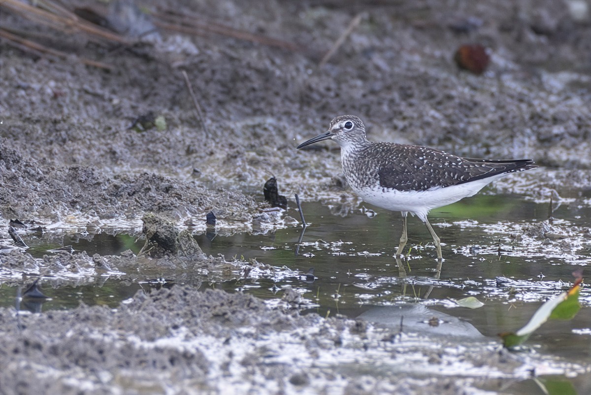 Solitary Sandpiper (solitaria) - ML647150468