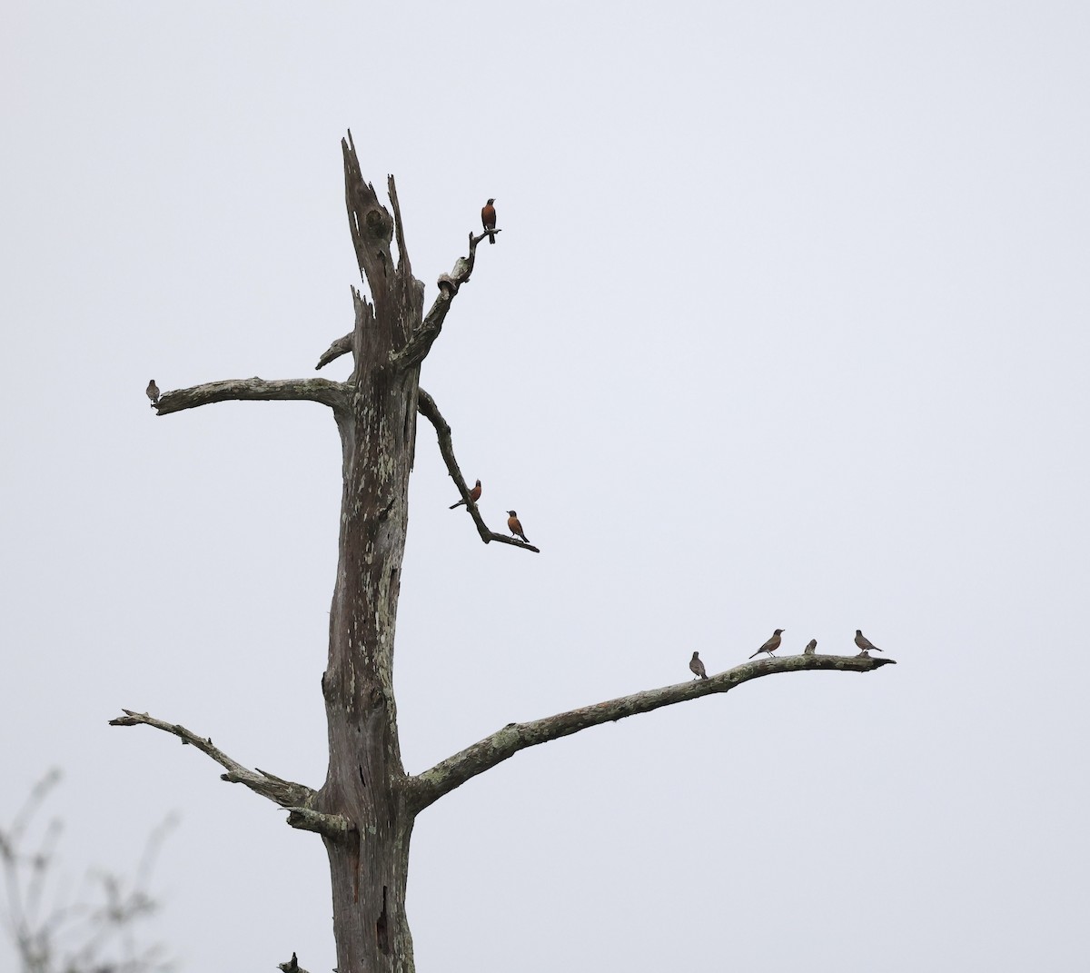 American Robin - ML647150469